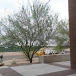 Commercial Tree Care Services
