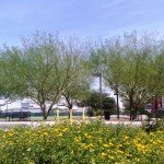 Willow Trees Care Services