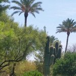 Residential Tree Care Page Image- Victor's Landscaping