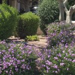 Residential Maintenance Banner Image - Victor's Landscaping