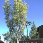 Plane Trees care Services