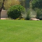 Residential Landscaping Banner Image- Victor's Landscaping