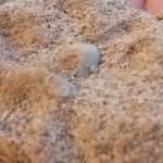 Top Layer Soil - Victors Landscaping