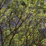 Commercial Tree Care