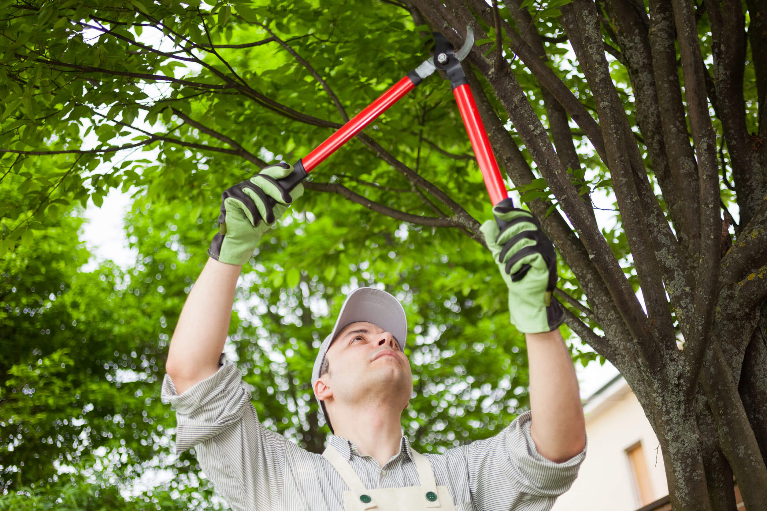 Tree Care Services Phoenix