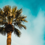 commercial landscaping