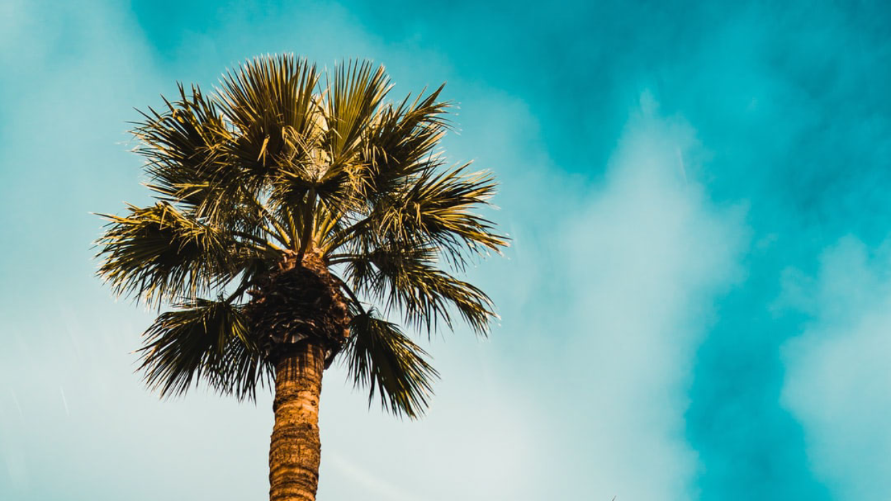 commercial landscaping