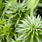 landscaping contractors