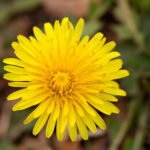 landscaping services