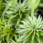 commercial landscapers