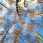 commercial landscapers