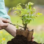 landscaping contractor