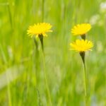 landscaping contractors