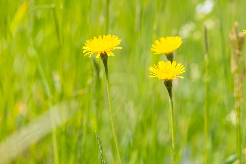 landscaping contractors