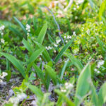 commercial landscaping