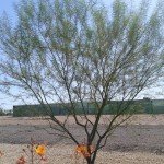 River Birch Trees Care Services