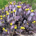 Purple Prickly Pear Cactus - Victors Landscaping
