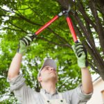 Tree Care Services Phoenix